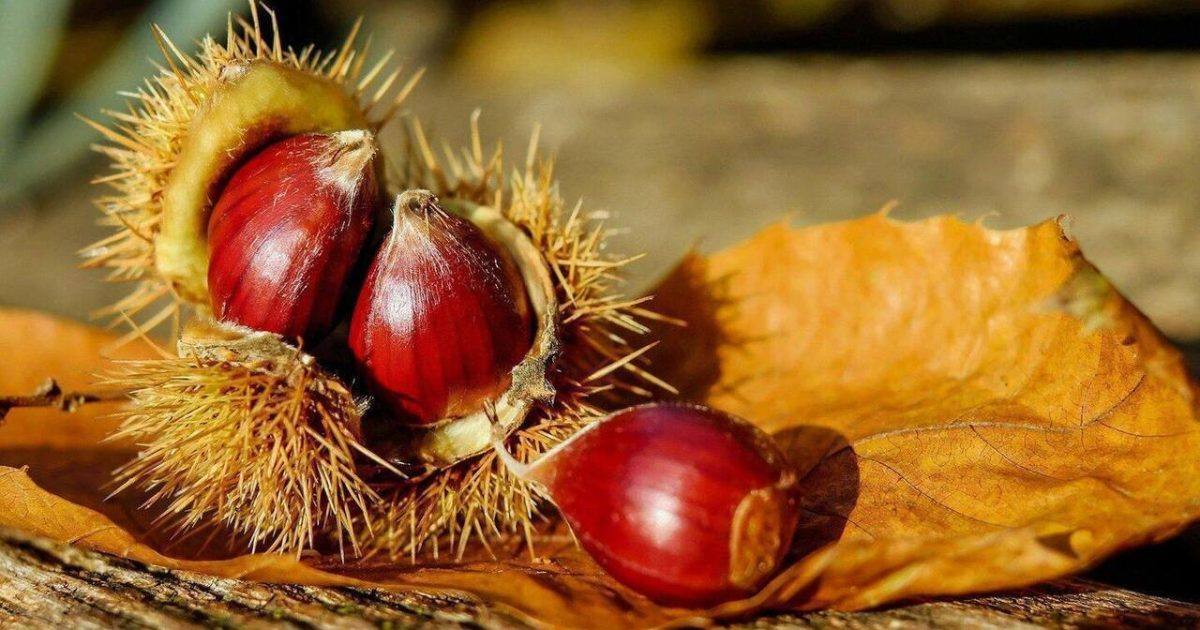 Feira da Castanha e Paladares de Outono em Trancoso