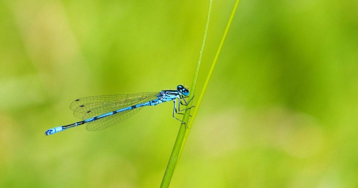 Insect Ge48991680 1280