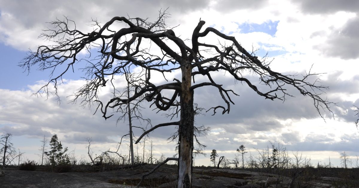 Tree 138563