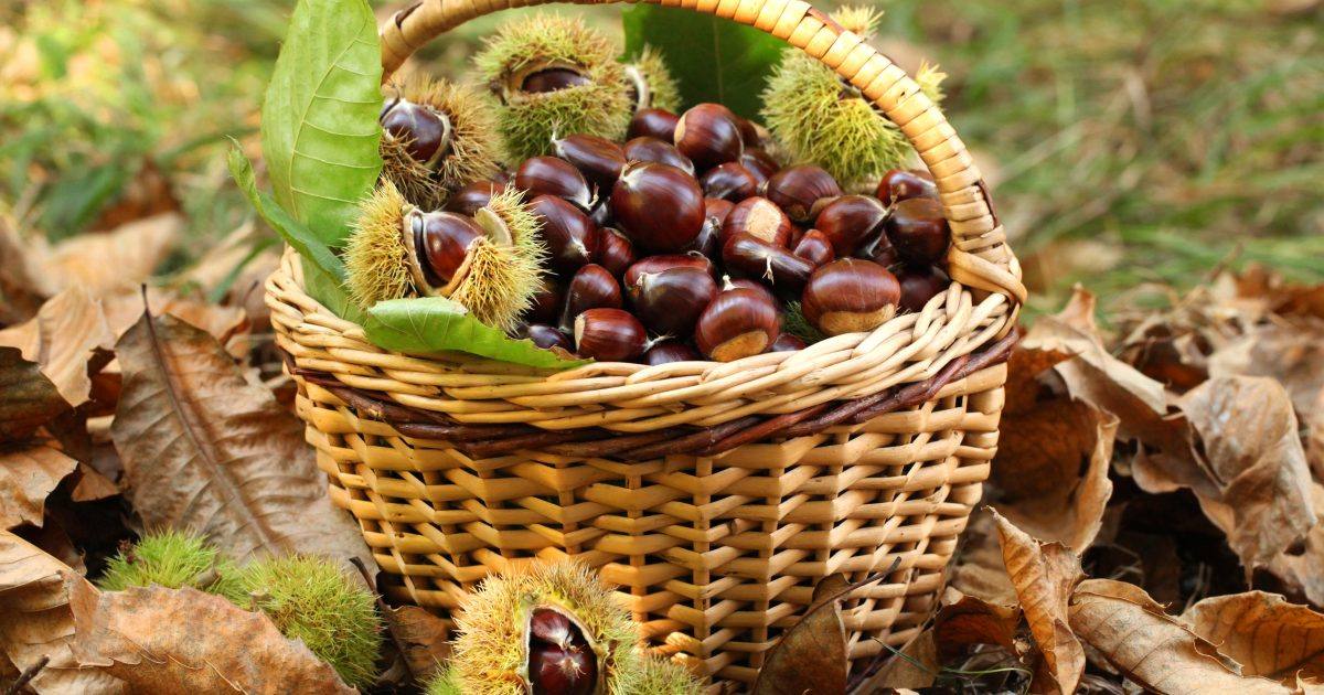 Castanhas