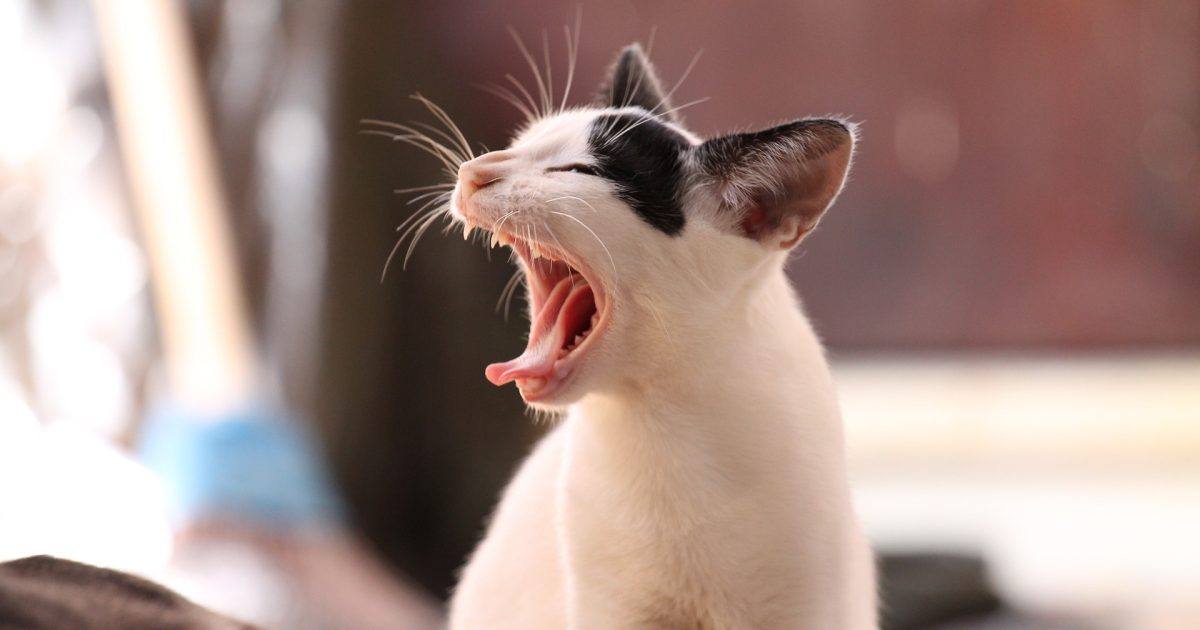Gato 339400 1920
