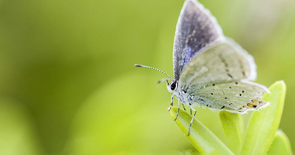 Borboleta5131967 1280