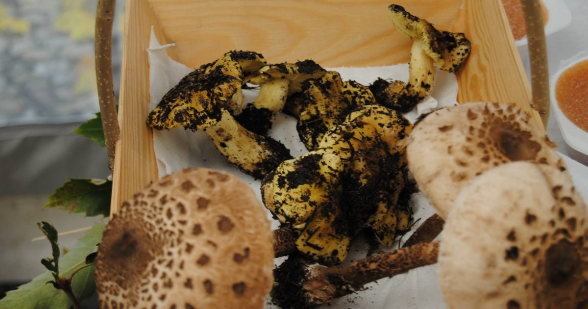 Cogumelos Gouveia